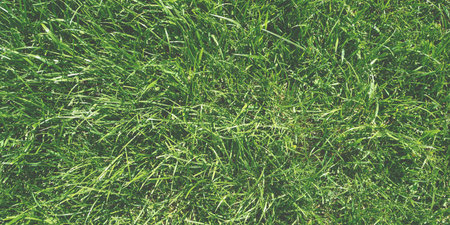 Green grass texture frosted glass look, ecology background, organic plantsの写真素材