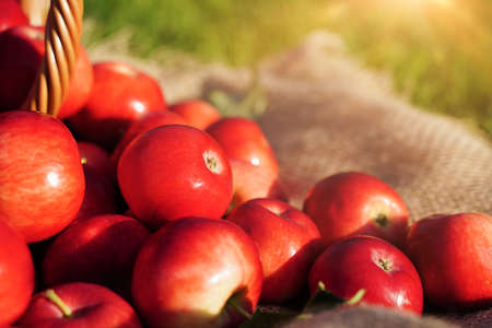 Red apples in a wicker basket close-up, selective focus on one apple. Blurred background, focus concept. Autumn harvest eco organic fruit.の写真素材