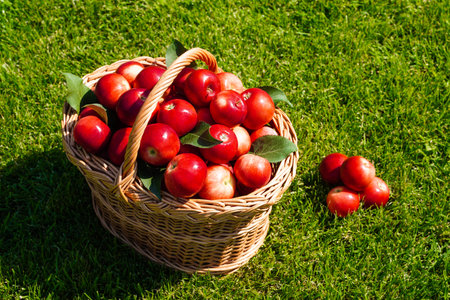 Basket full of ripe red apples on green grass, harvesting. Scattered apples and fresh farm organic...