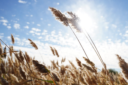 Yellow ears of field grass on a summer sunny day against the background of the blue sky. close-up...