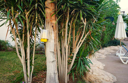 The Ecological trap for flies of yellow plastic hangs on a tree against a background of greeneryの写真素材