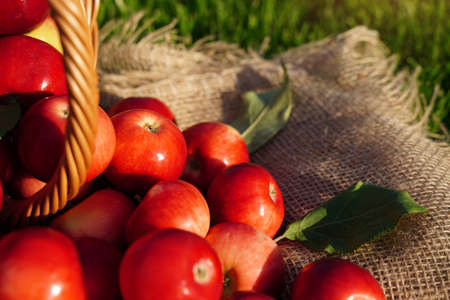 Organic red apples in a wicker basket are scattered on burlap cloth on the grass. Autumn. Farm natural eco products.の写真素材