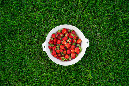 Harvest ripe, delicious strawberries, in a Cup on green grassの写真素材