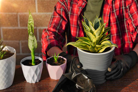 Transplanting succulent flowers into a new pot. Soil and drainage, planting tool.の写真素材