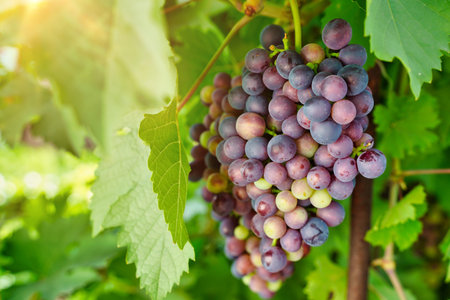 Branch of red wine grapes in summer sunny day