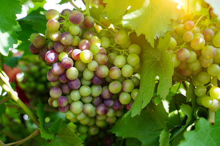 Grapes harvest in vineyard. Farmers harvesting grape. Wine making concept. Row of vineyards with...