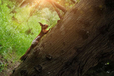 Close-up portrait of red squirrel perched on the branch. High quality photoの写真素材