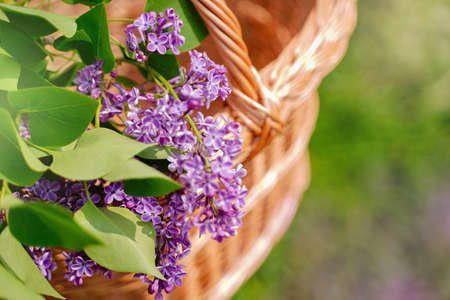 wicker flower basket with bouquet of lilacs in girl hands, spring garden, natural background. Floral spring season concept. freshness aroma, harmony of natureの写真素材