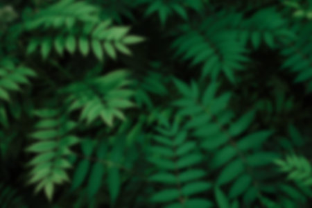 Blurred nature of green leaf in garden at summer. Natural green leaves plants using as spring...