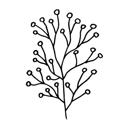Doodle Vector stock illustration of meadow grass. Branch Wild dry herbal. Flower headのイラスト素材