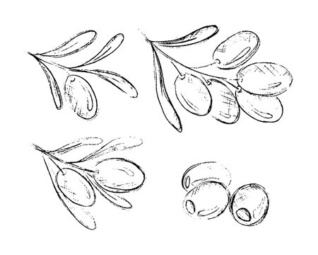 Olive branch. Hand drawn sketch leaves and berries. Mediterranean flora. Agriculture plants. Foliage sketch art. Greek botanical engraving elements set. Vegetarian oil. Vector illustrationのイラスト素材