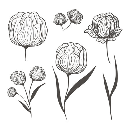 set of peony flowers black lines. abstract flower illustration. hand drawn vector art.のイラスト素材