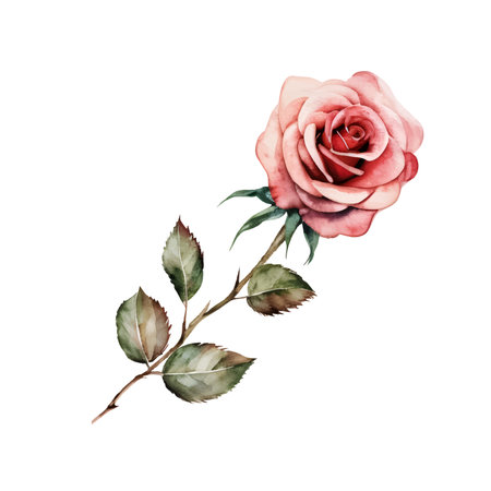 One flower pink rose, watercolor floral illustration isolated on white background. Cute composition for wedding or greeting card.のイラスト素材