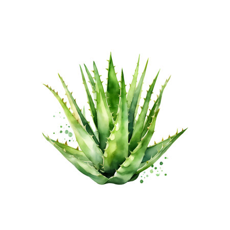 Watercolor aloe vera isolated on white.のイラスト素材