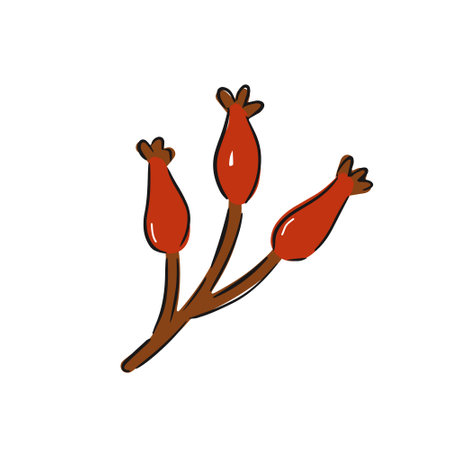 Hand drawn branch with bright red berries featuring three clusters on slender stemsのイラスト素材