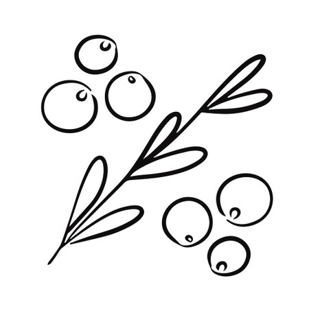 Doodle twig and berries black line on white background vector illustrationのイラスト素材