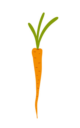Hand drawn vector of a vibrant carrot with green leaves on a white background vector illustrationのイラスト素材