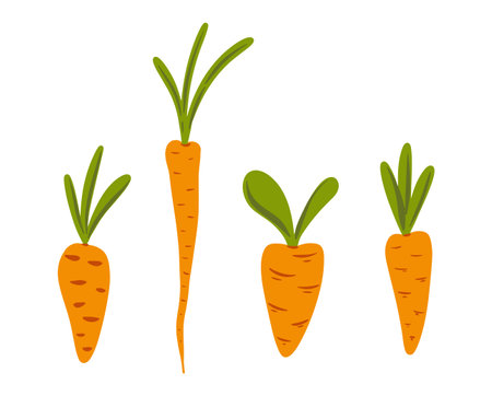 Set hand drawn carrots, vegetable illustration, cute food art collection vector illustrationのイラスト素材