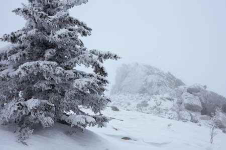 Fairy Winter Forest in Zyuratkul National Park. Winter snowy landscape of Zuratkul Lakeの写真素材