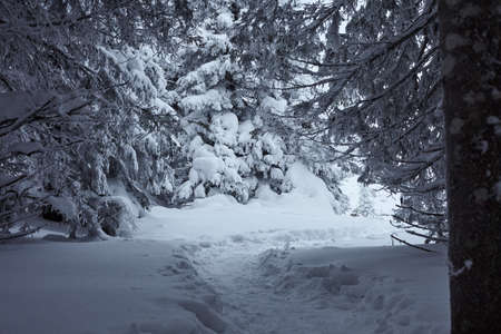 Fairy Winter Forest in Zyuratkul National Park. Winter snowy landscape of Zuratkul Lakeの写真素材