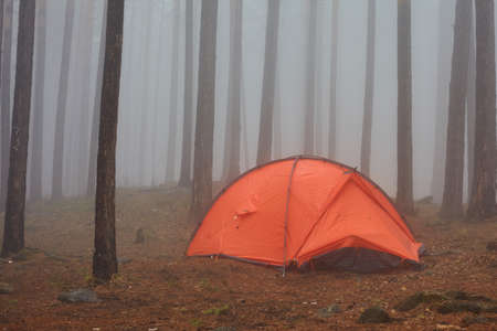 Tourist orange tent in the fog in the forest. Camping in spring and pineの写真素材