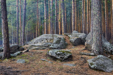 Large stone boulders in the forest. Spring forest in the Urals with huge stonesの写真素材