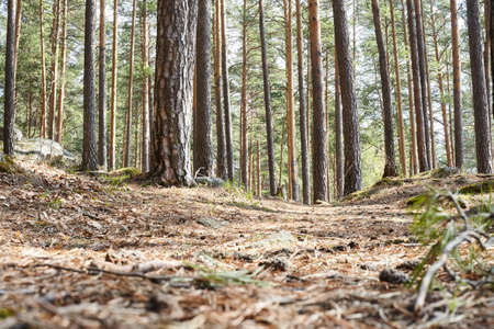 Beautiful sunny forest in spring. Pines and trail with needles in the forest in the Uralsの写真素材