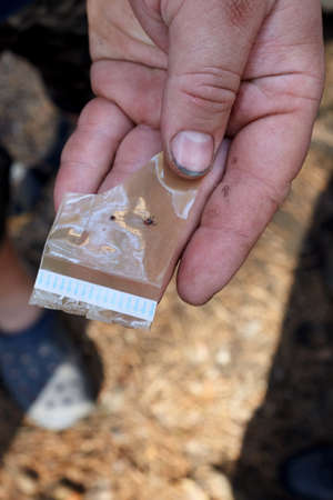 Dermacentor silvarum insect in hand of tourist. Dangers in the forest for the travelerの写真素材