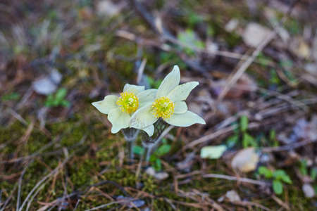 The first spring flowers in the forest. Beautiful flowers Pulsatilla in a forest glade in the Uralsの写真素材