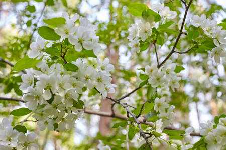 Branch of a blossoming apple tree. Spring flowering of apple trees in the parkの写真素材