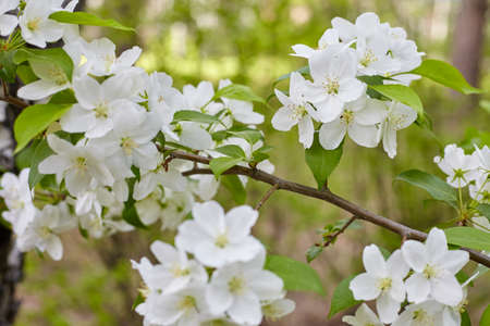 Branch of a blossoming apple tree. Spring flowering of apple trees in the parkの写真素材