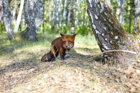 Red little fox in the forest. Home fox in the parkの写真素材