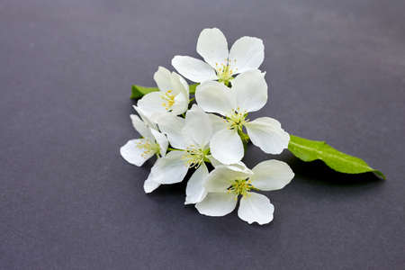 ranch of a blossoming apple tree on dark background. White flowers of apple trees on matte paper background.の写真素材