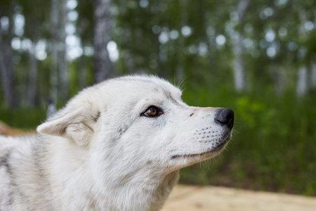 Dog kennel with Siberian Husky. Portrait of a beautiful dog in the kennel