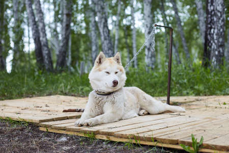 Dog kennel with Siberian Husky. Portrait of a beautiful dog in the kennelの写真素材