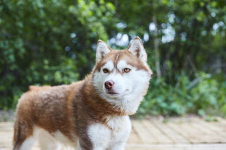 Dog kennel with Siberian Husky. Portrait of a beautiful dog in the kennelの写真素材