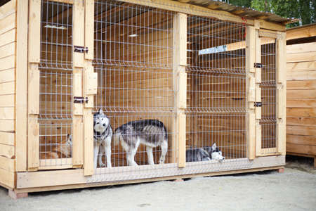 Dog kennel with Siberian Husky. Dogs in wooden cagesの写真素材