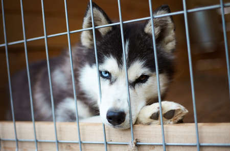 Dog kennel with Siberian Husky. Portrait of a beautiful dog in the kennelの写真素材