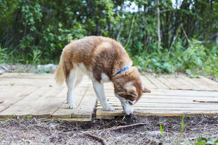 Dog kennel with Siberian Husky. Portrait of a beautiful dog in the kennelの写真素材