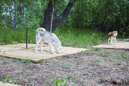 Dog kennel with Siberian Husky. Portrait of a beautiful dog in the kennelの写真素材