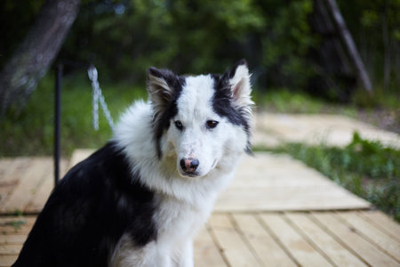 Dog kennel with Siberian Husky. Portrait of a beautiful dog in the kennel