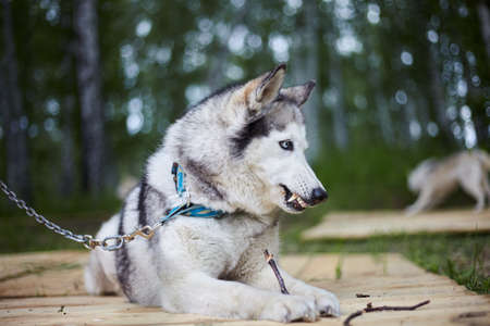 Dog kennel with Siberian Husky. Portrait of a beautiful dog in the kennelの写真素材