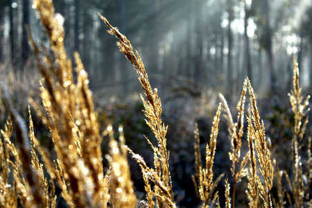 Covering the grassの写真素材