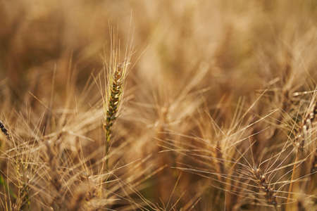 Russian field sown with wheat on a sunny dayの写真素材