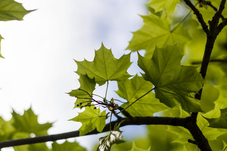 spring nature. maple leaves close-up.
