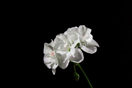 Geranium flower on a black backgroundの写真素材