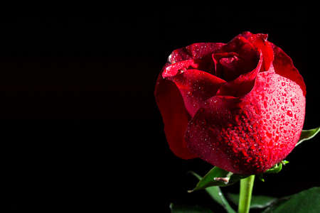 Flower of a red rose on a black background with dewdropsの写真素材