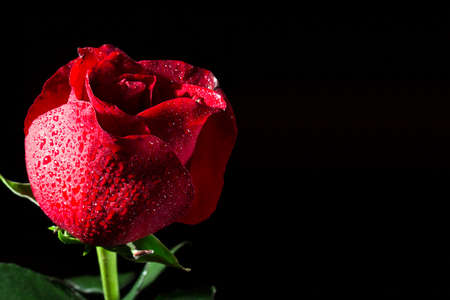 Flower of a red rose on a black background with dewdropsの写真素材