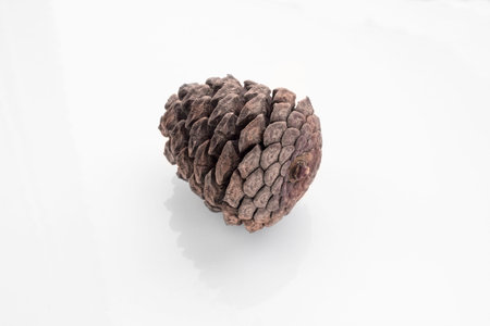 Close up pinecone with white background