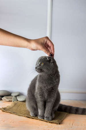 female hand caresses gray scottish fold cat with golden eyes on a white, peach backgroundの写真素材